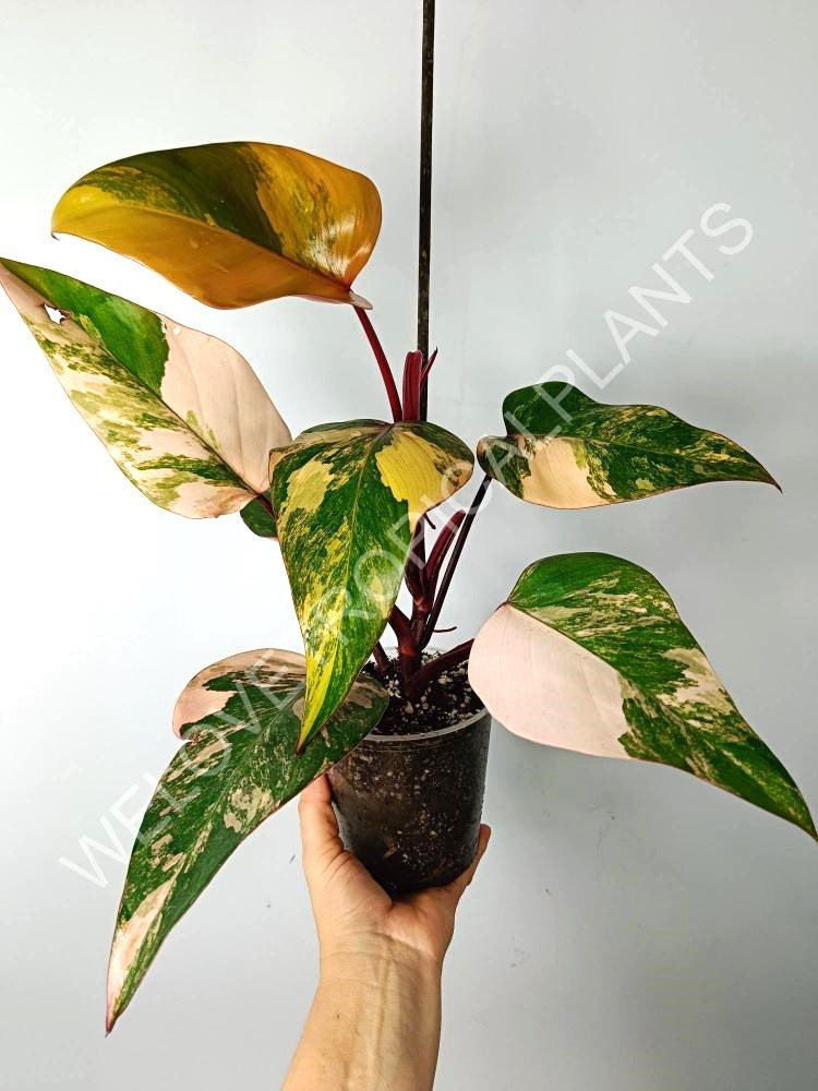 Philodendron strawberry shake variegata 