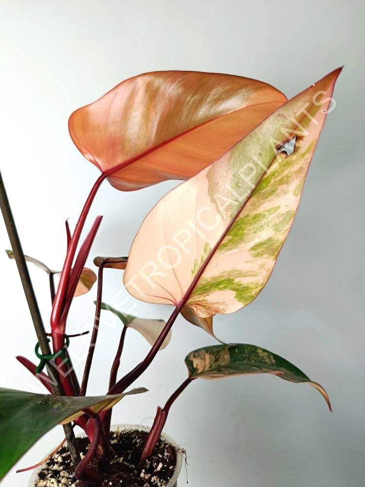 Philodendron strawberry shake variegata 