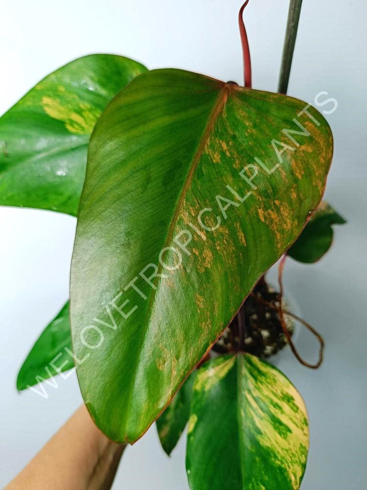 Philodendron strawberry shake variegata