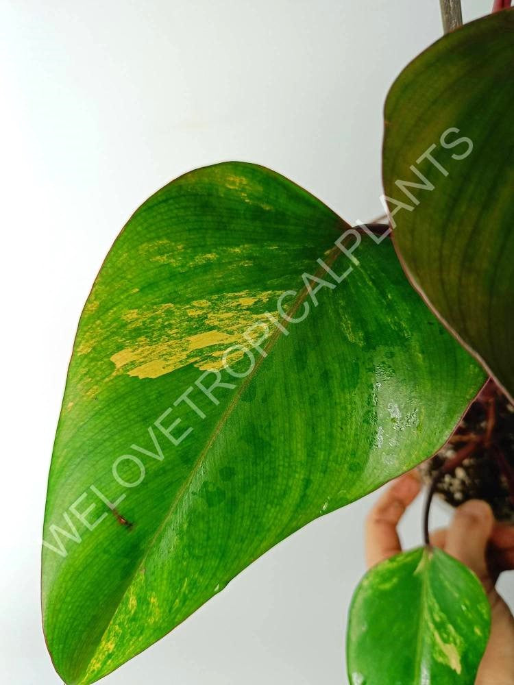 Philodendron strawberry shake variegata