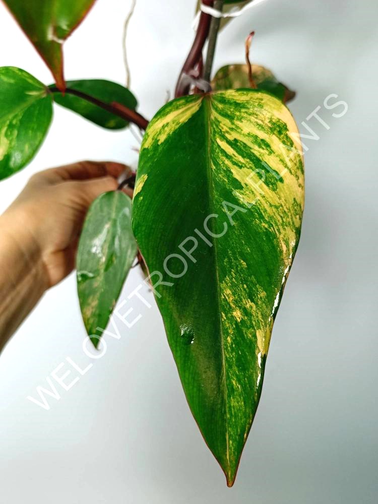 Philodendron strawberry shake variegata