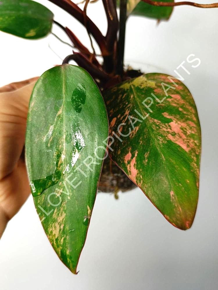 Philodendron strawberry shake variegata