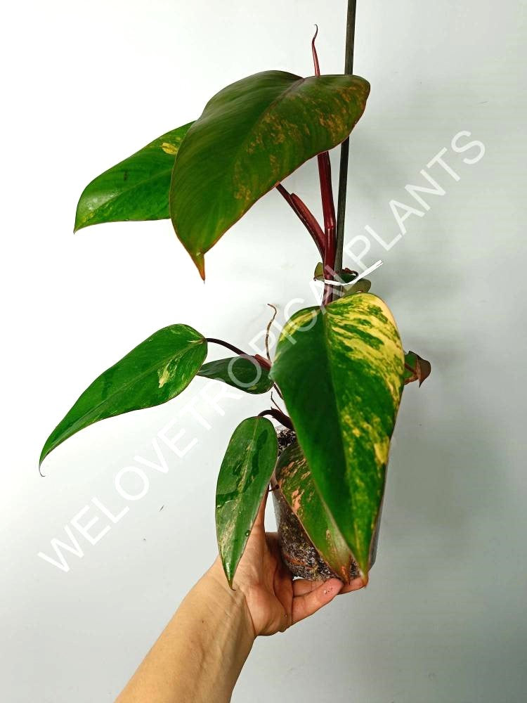 Philodendron strawberry shake variegata