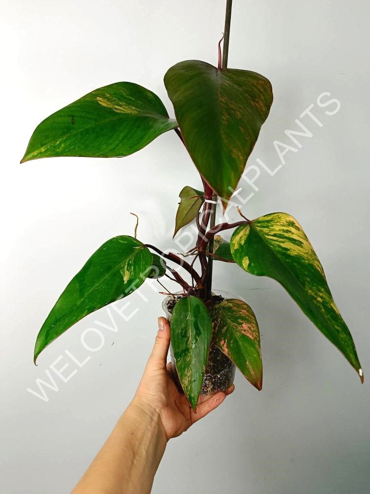 Philodendron strawberry shake variegata