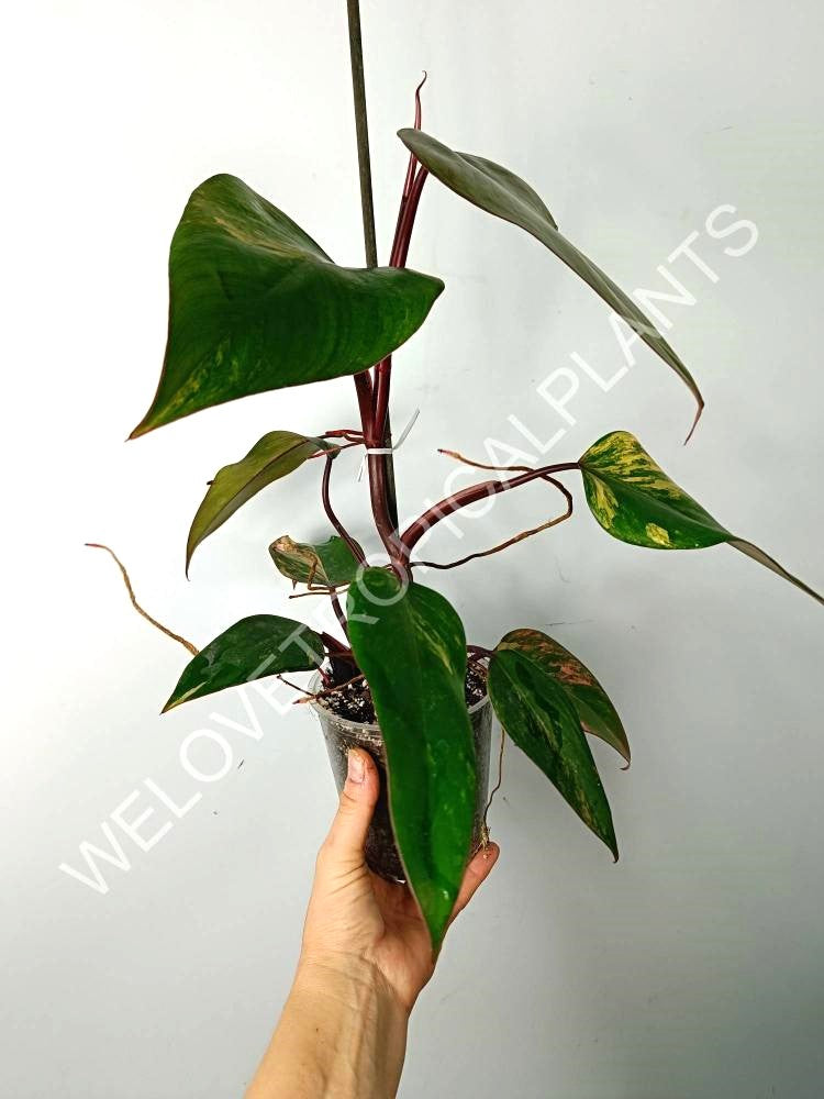 Philodendron strawberry shake variegata