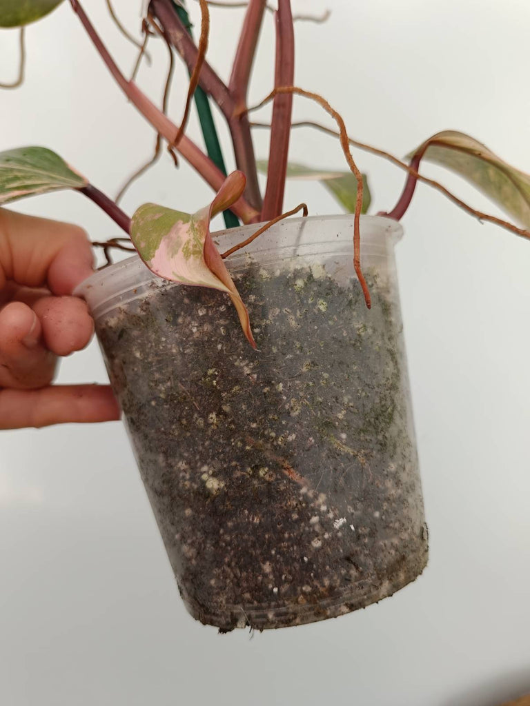 Philodendron strawberry shake