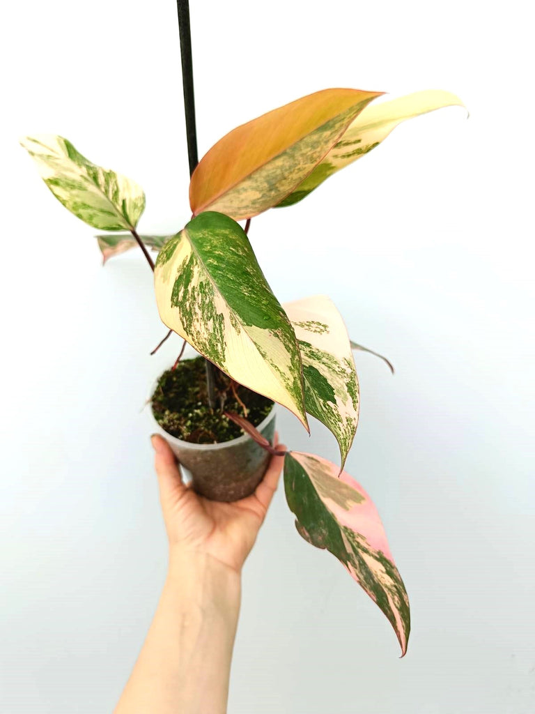 Philodendron strawberry shake variegata