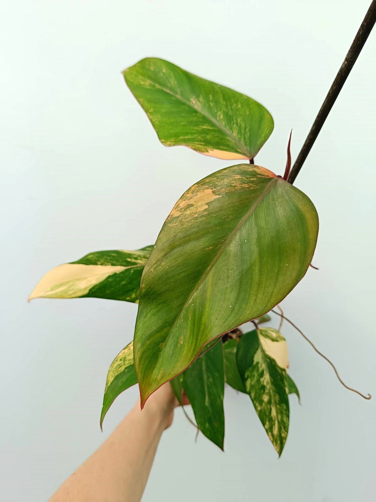 Philodendron strawberry shake variegata