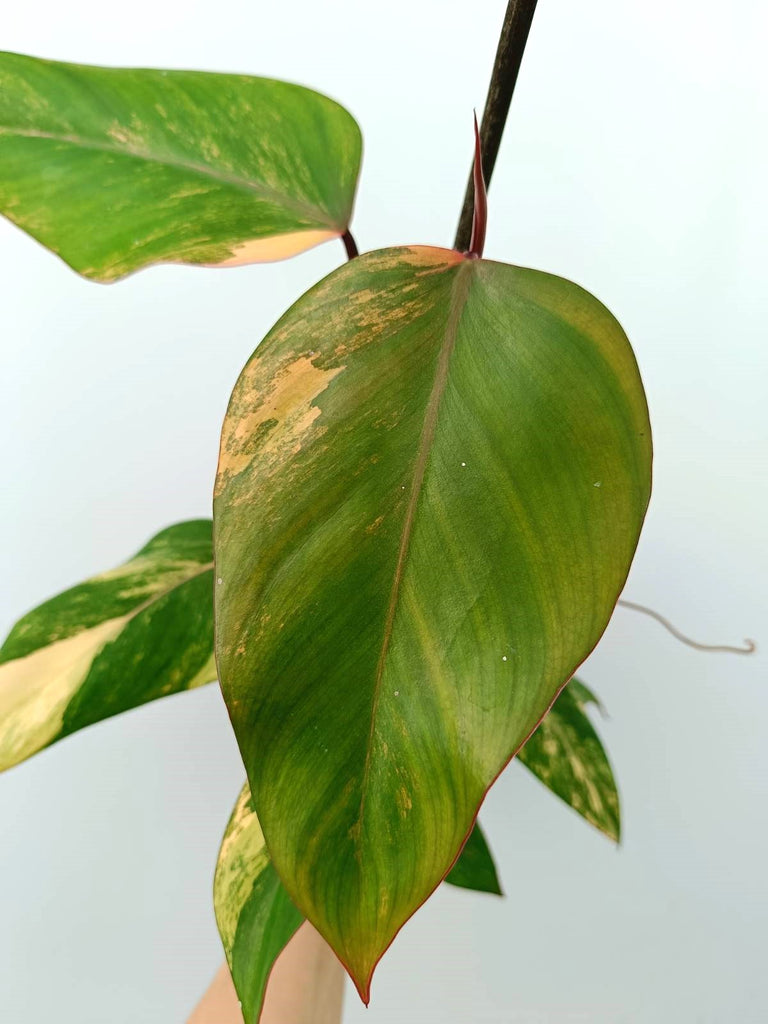 Philodendron strawberry shake variegata