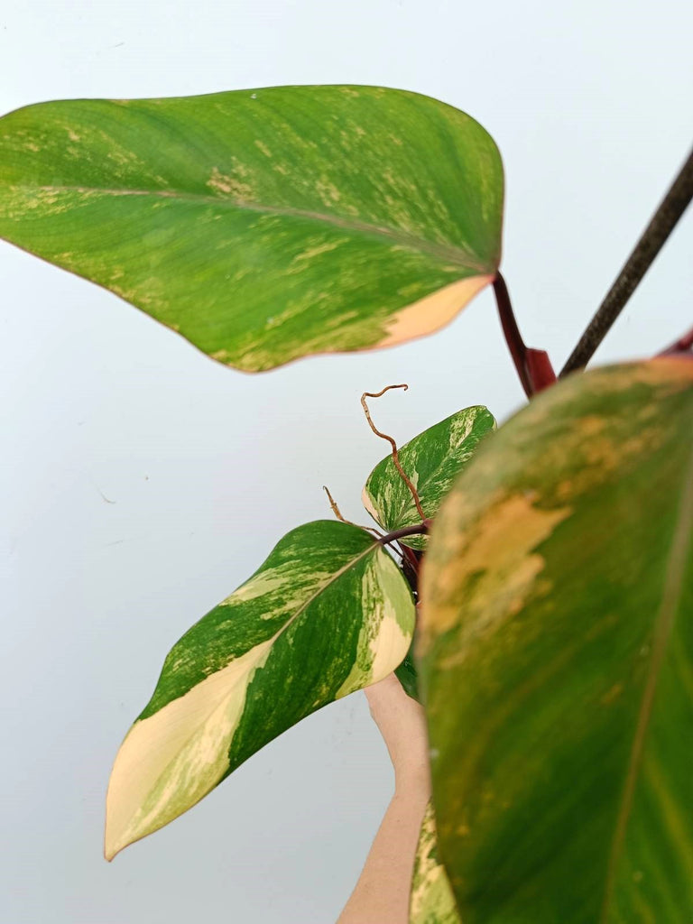 Philodendron strawberry shake variegata