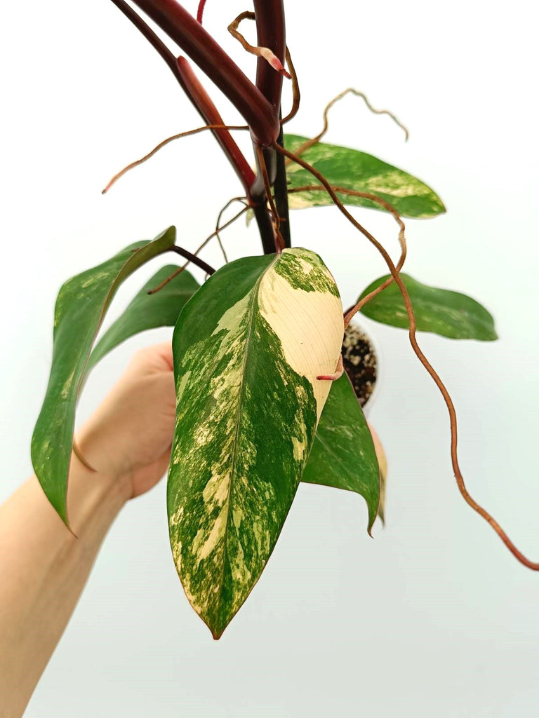 Philodendron strawberry shake variegata