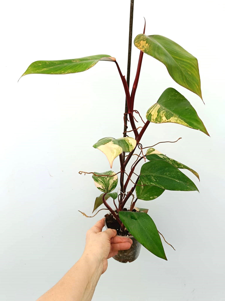 Philodendron strawberry shake variegata