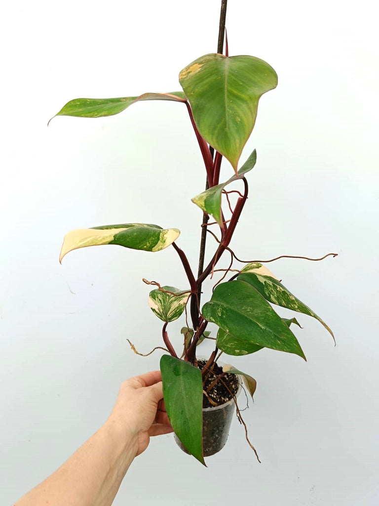 Philodendron strawberry shake variegata