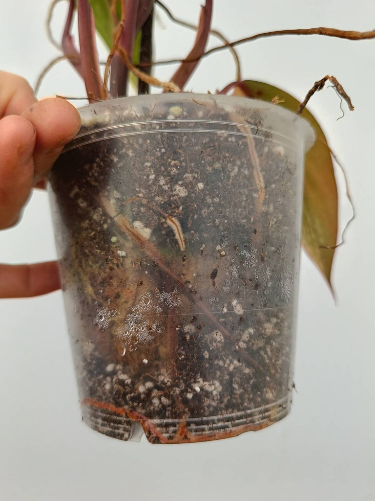 Philodendron strawberry shake variegata