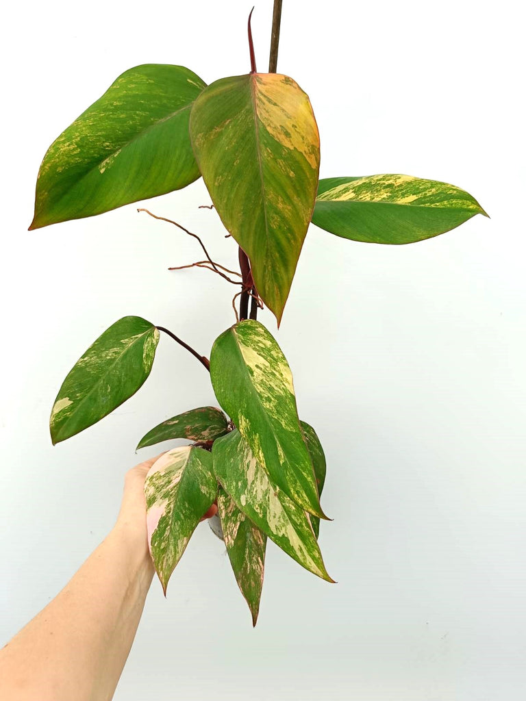 Philodendron strawberry shake variegata