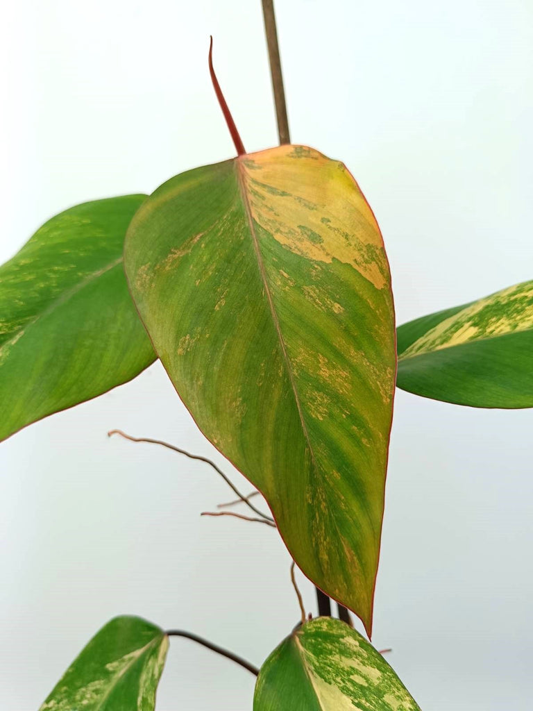 Philodendron strawberry shake variegata