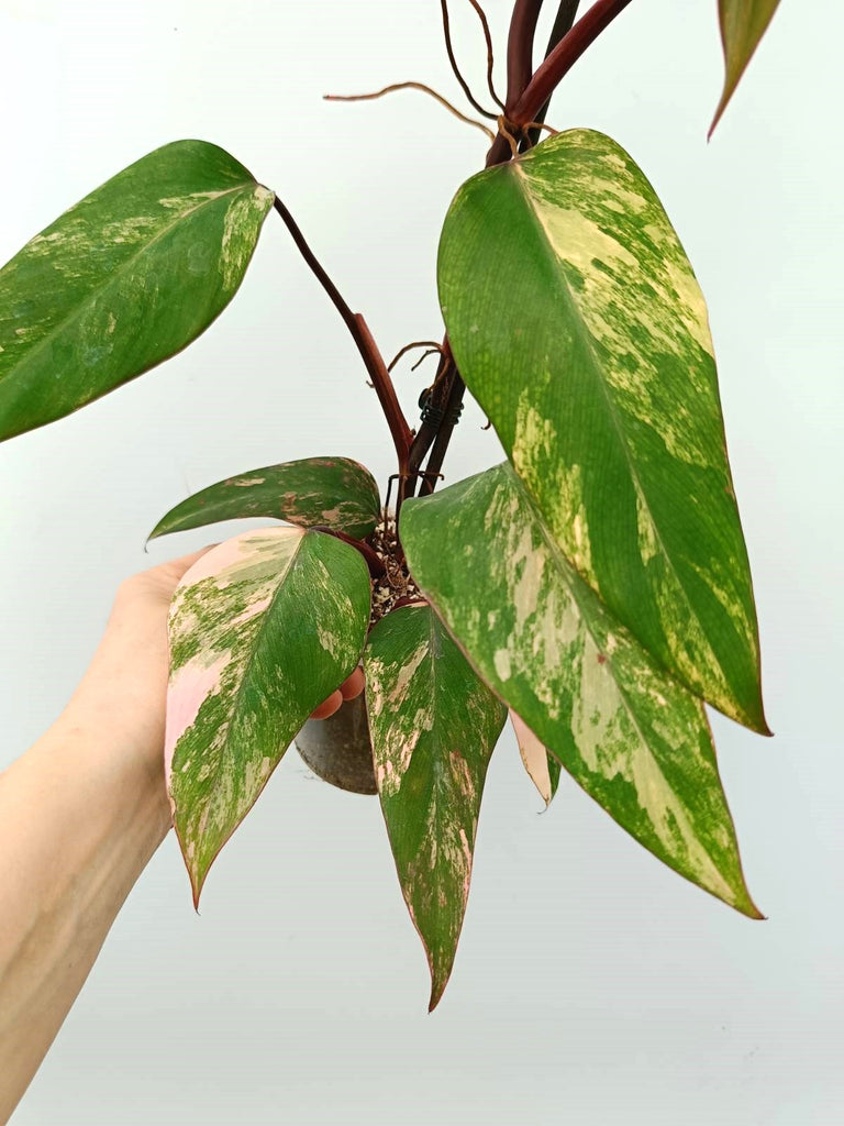 Philodendron strawberry shake variegata