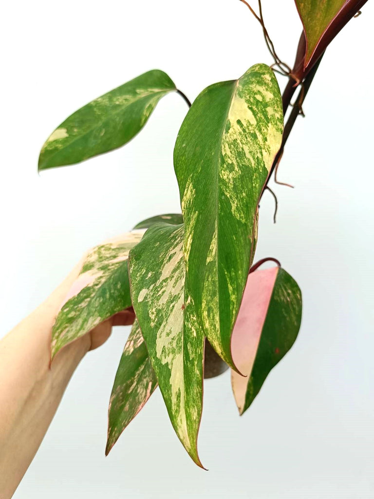 Philodendron strawberry shake variegata