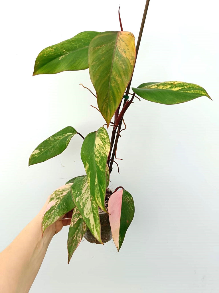 Philodendron strawberry shake variegata