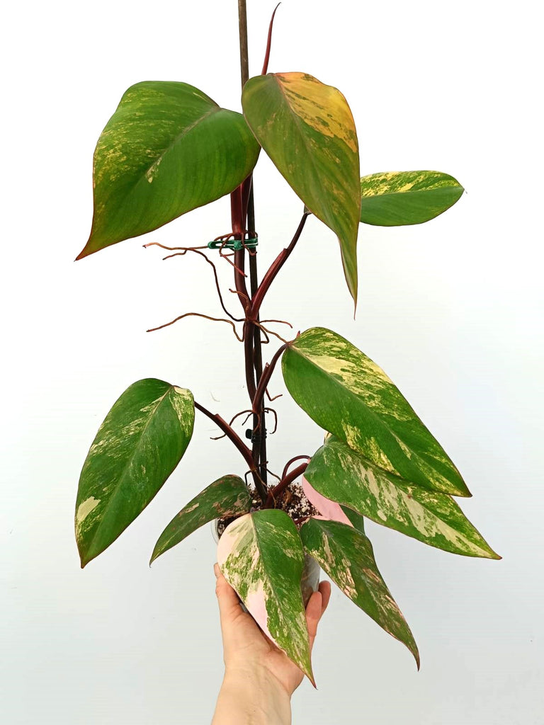 Philodendron strawberry shake variegata