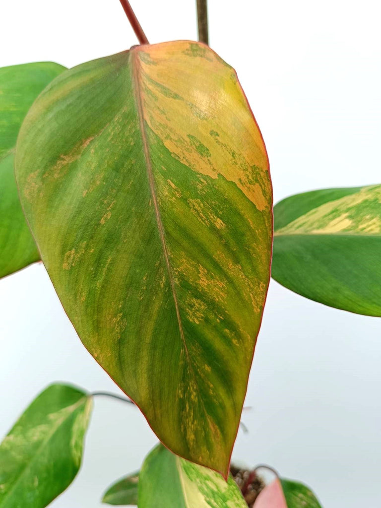 Philodendron strawberry shake variegata