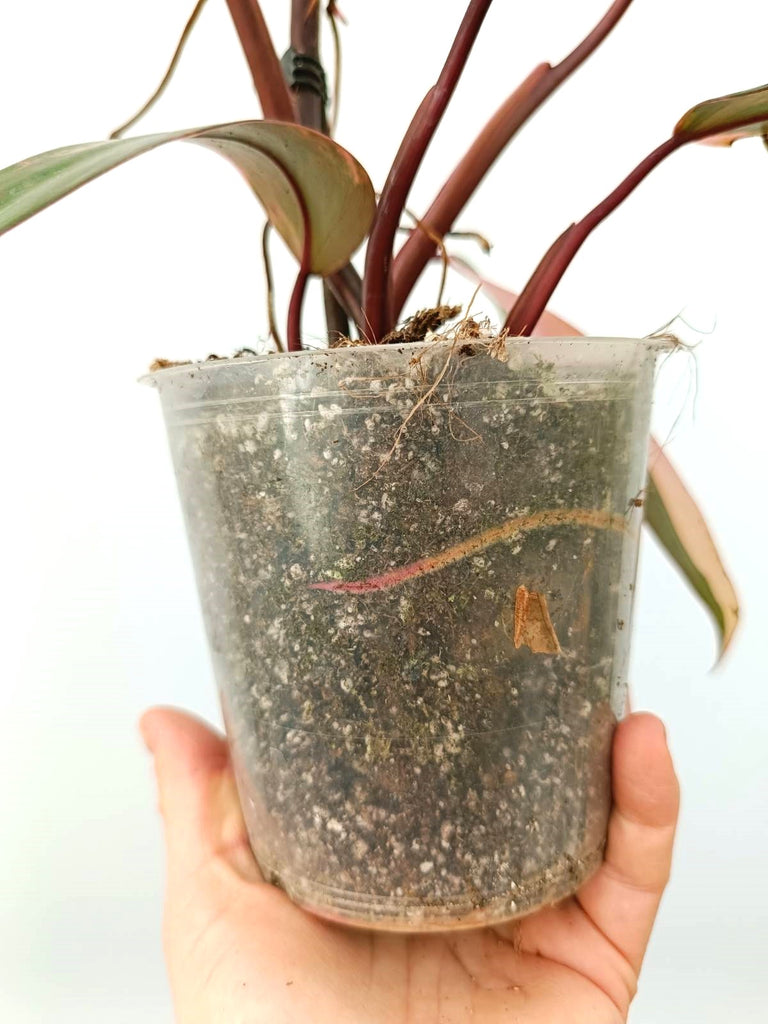 Philodendron strawberry shake variegata