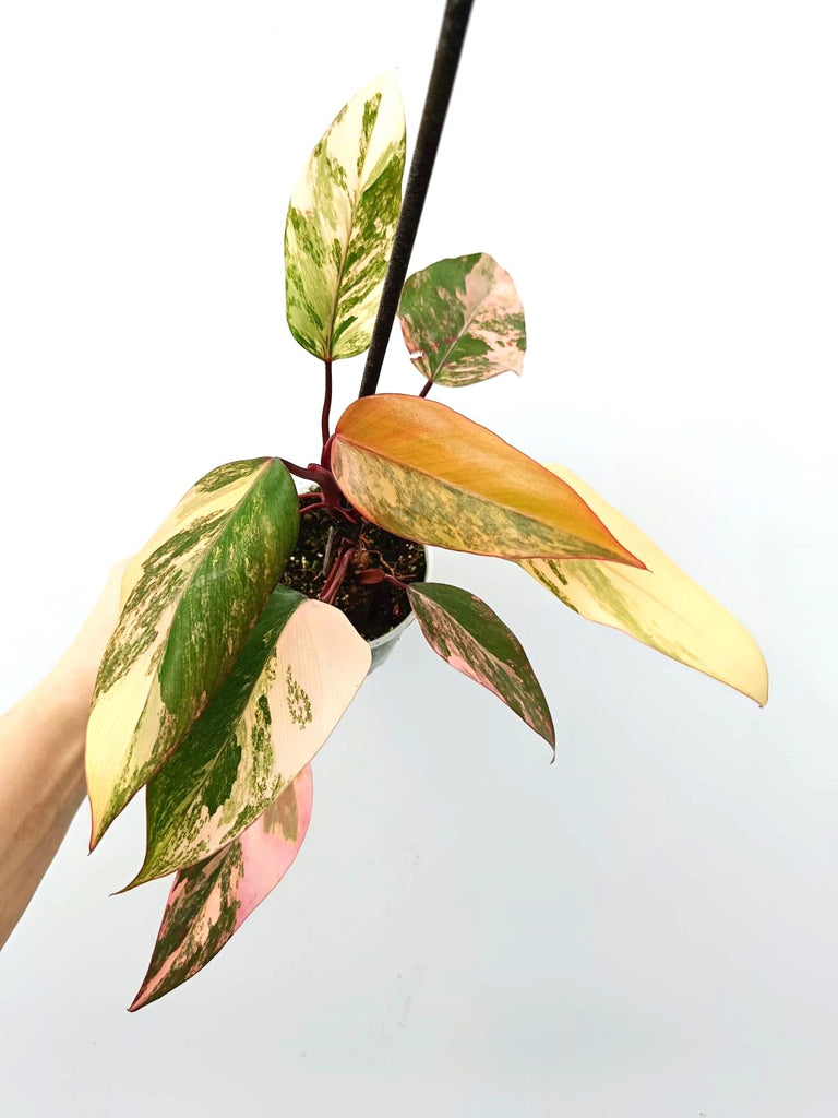 Philodendron strawberry shake variegata