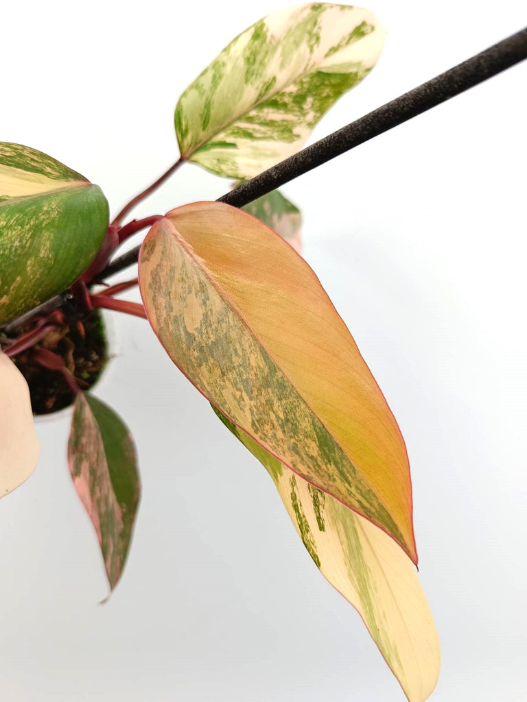 Philodendron strawberry shake variegata