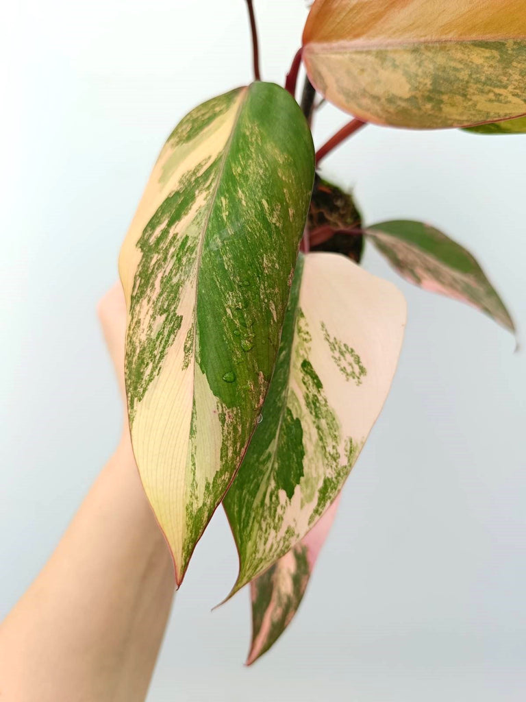 Philodendron strawberry shake variegata