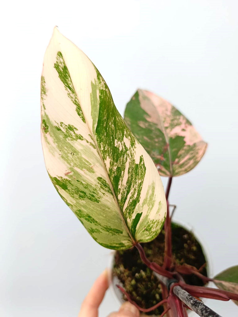 Philodendron strawberry shake variegata