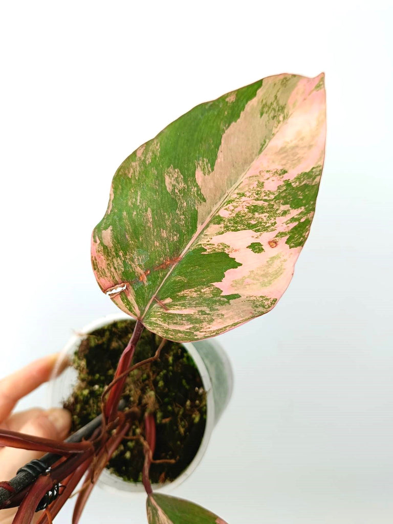 Philodendron strawberry shake variegata