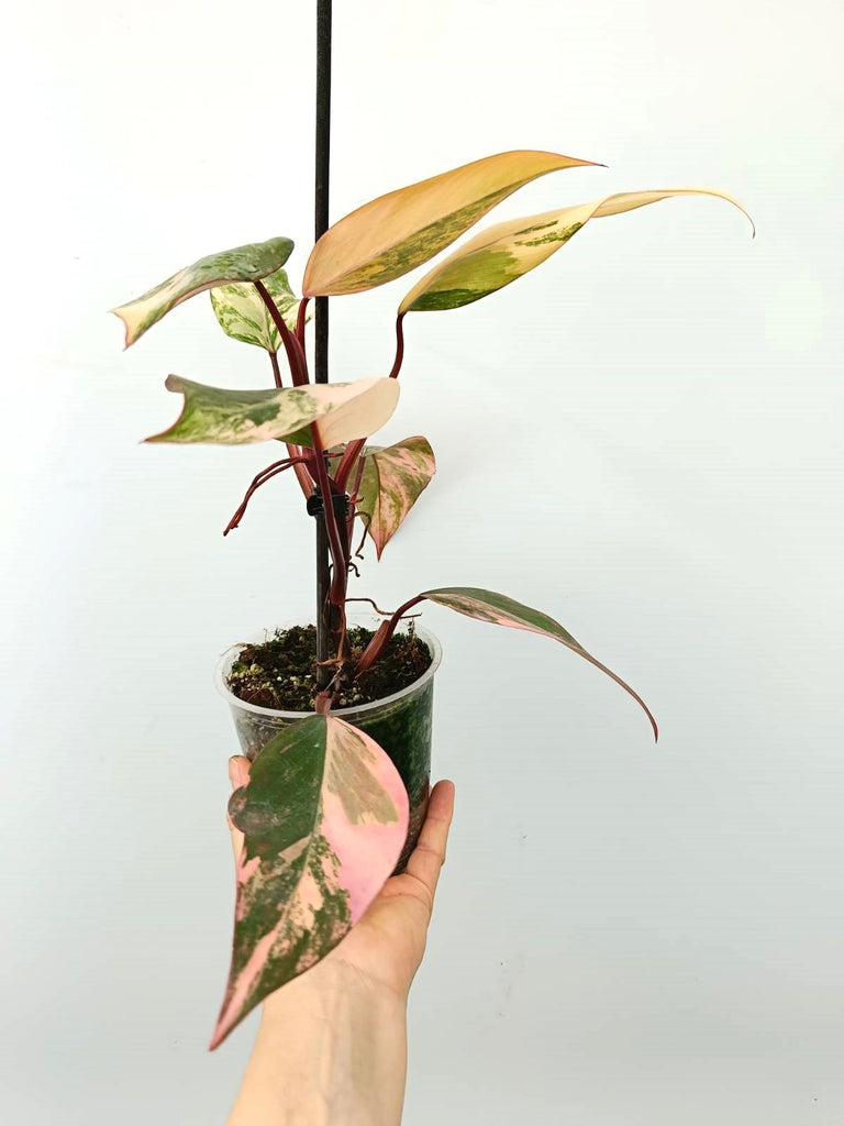 Philodendron strawberry shake variegata