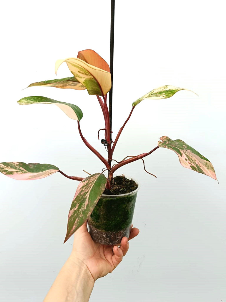 Philodendron strawberry shake variegata