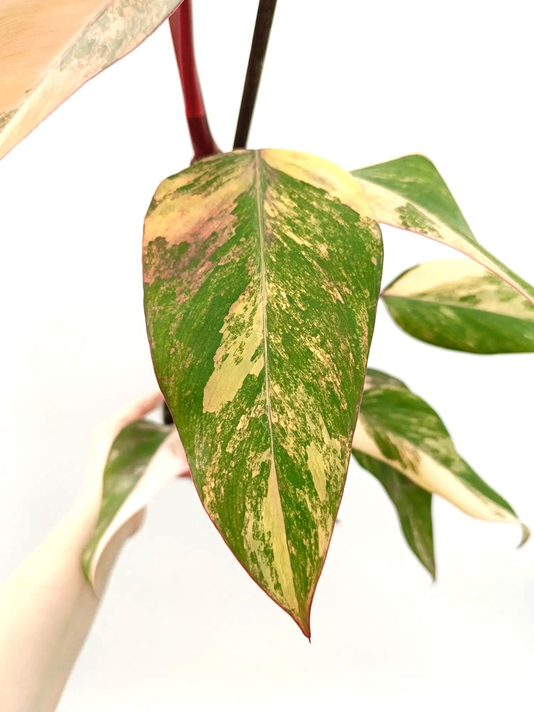 Philodendron strawberry shake variegata