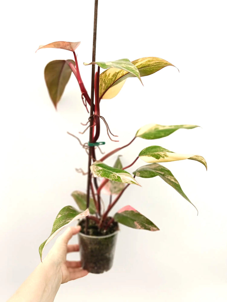 Philodendron strawberry shake variegata