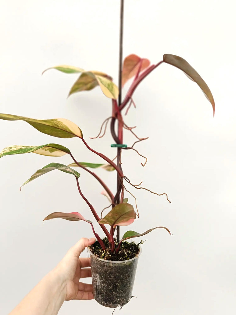 Philodendron strawberry shake variegata