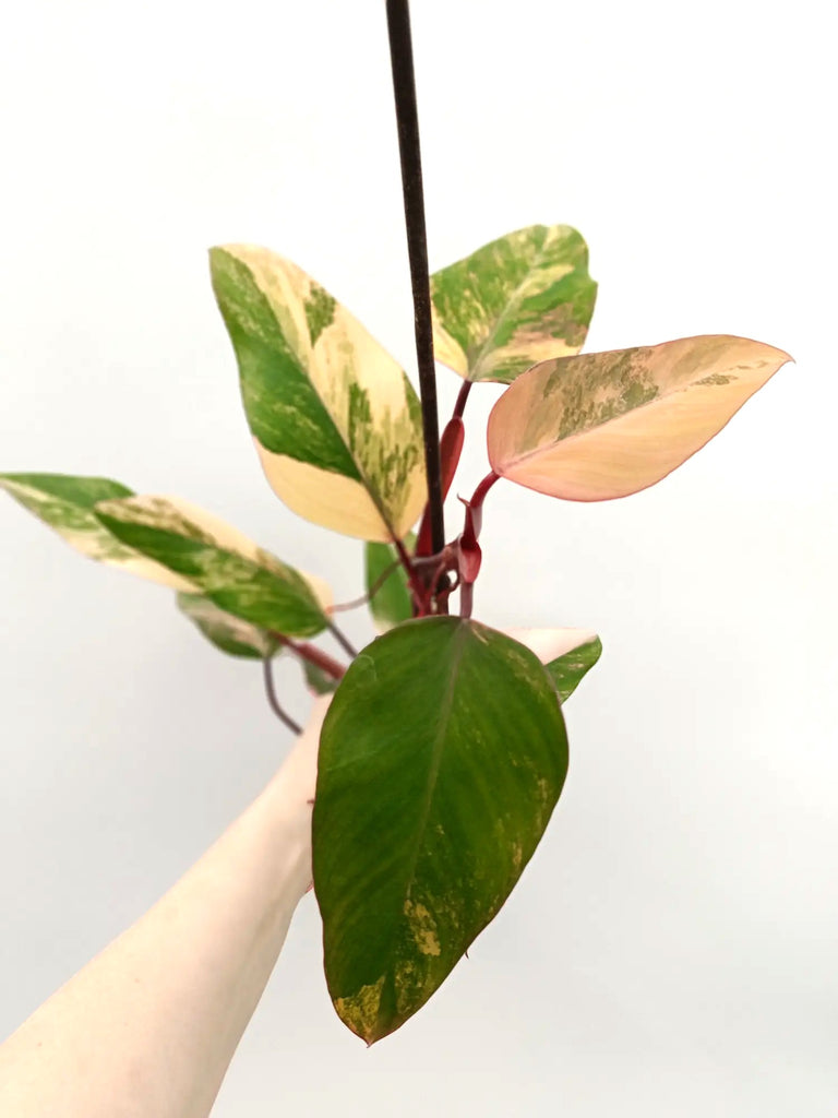 Philodendron strawberry shake variegata