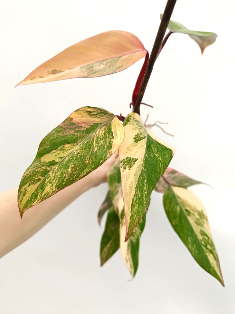 Philodendron strawberry shake variegata