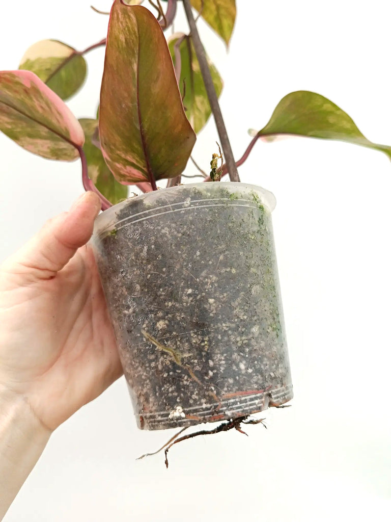 Philodendron strawberry shake variegata