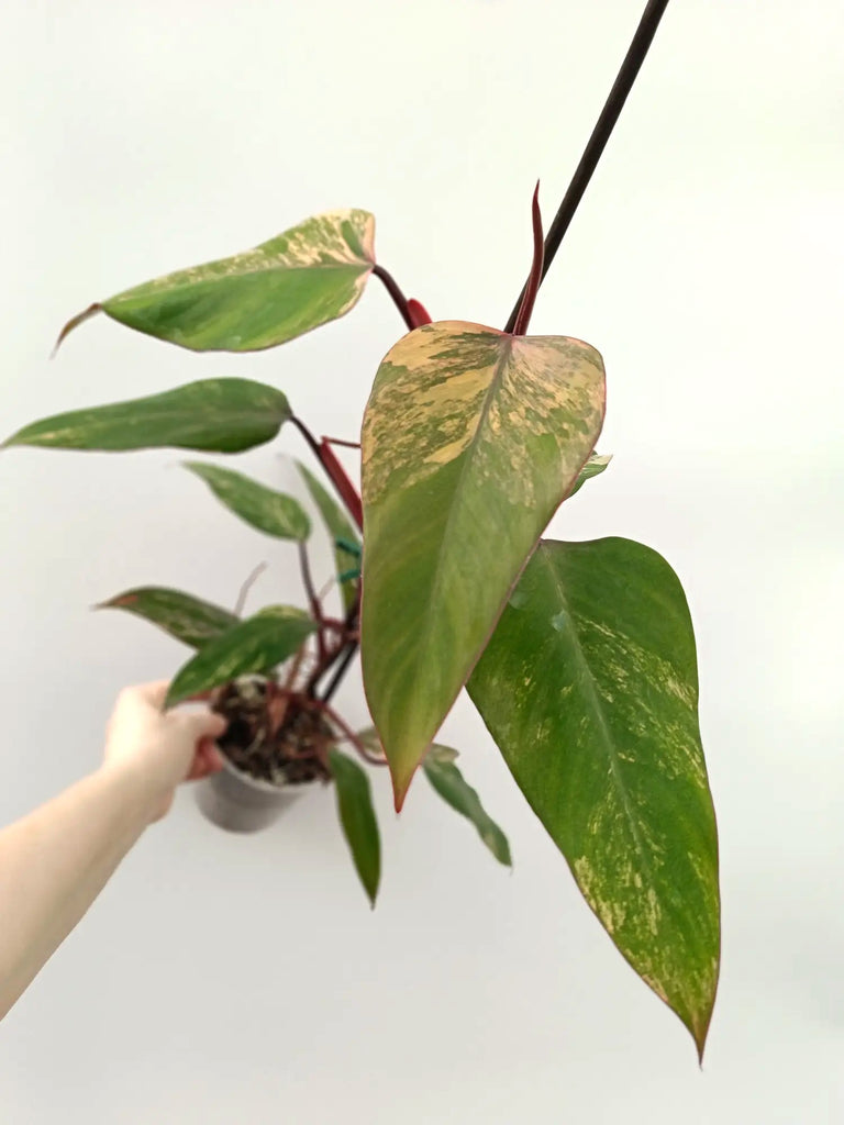 Philodendron strawberry shake variegata