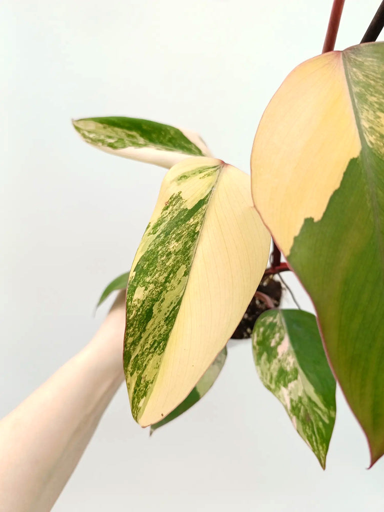 Philodendron strawberry shake variegata