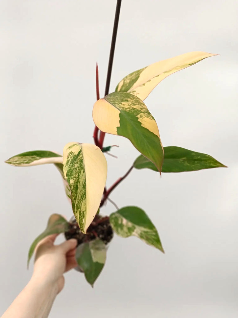 Philodendron strawberry shake variegata