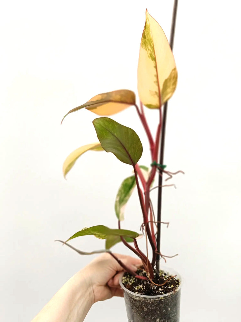 Philodendron strawberry shake variegata