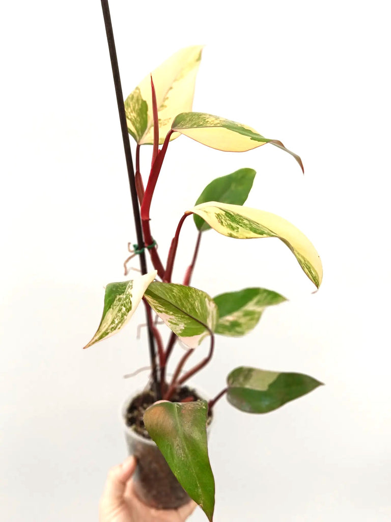 Philodendron strawberry shake variegata