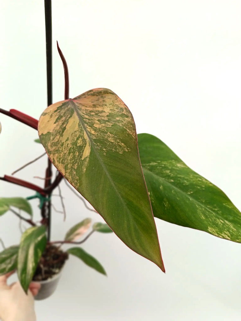 Philodendron strawberry shake variegata