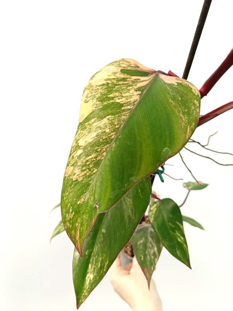 Philodendron strawberry shake variegata