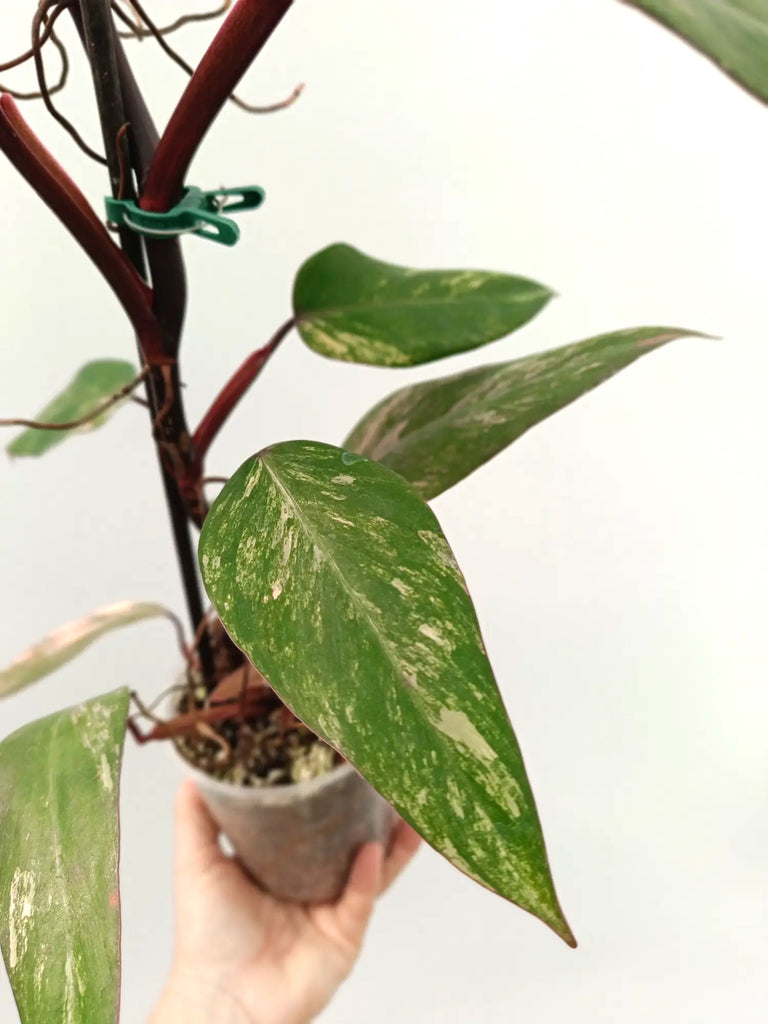 Philodendron strawberry shake variegata