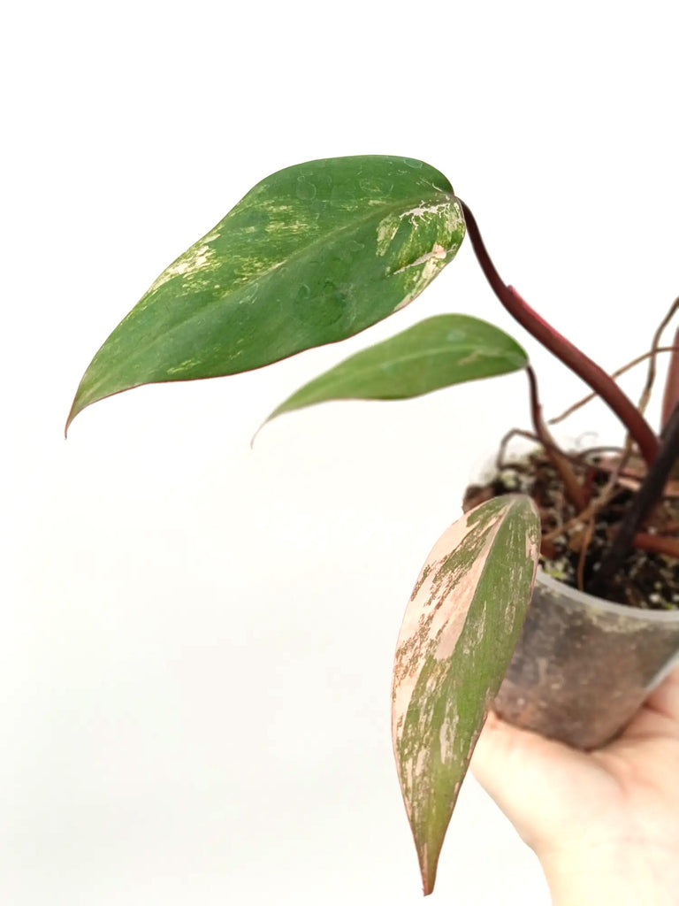 Philodendron strawberry shake variegata