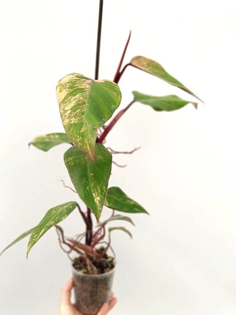 Philodendron strawberry shake variegata