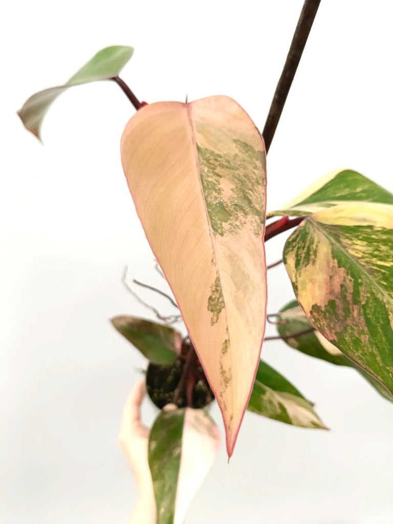 Philodendron strawberry shake variegata